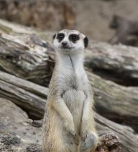 a meerkat