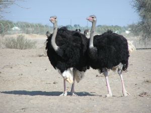 A pair of Ostriches