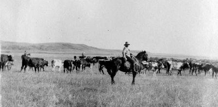 Cowboys on a cattle drive