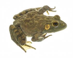 bullfrog with white background