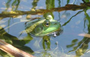 bullfrog in water