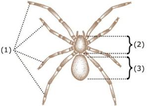 Body sections of an arachnid or spider