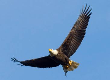 Bald Eagle flying and holding fish
