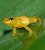 Gold Poison Dart Frog