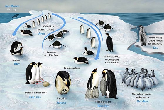 Lifecycle of the Emperor Penguin