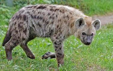 Spotted Hyena from the side walking