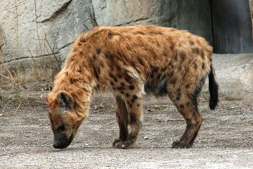 Spotted Hyena at the zoo