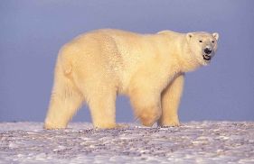 Polar Bear looking back