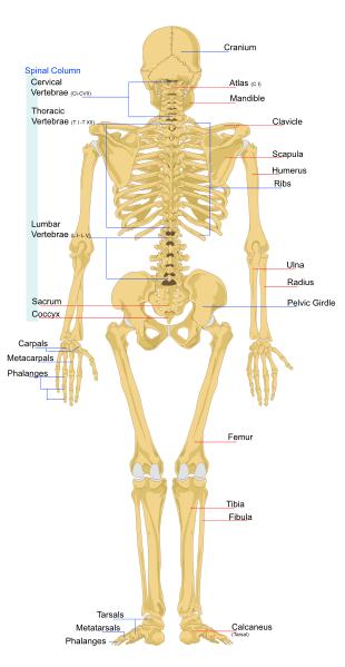 Bones of the Human Skeleton - Back