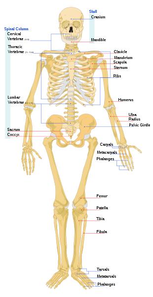 Bones of the Human Skeleton - Front