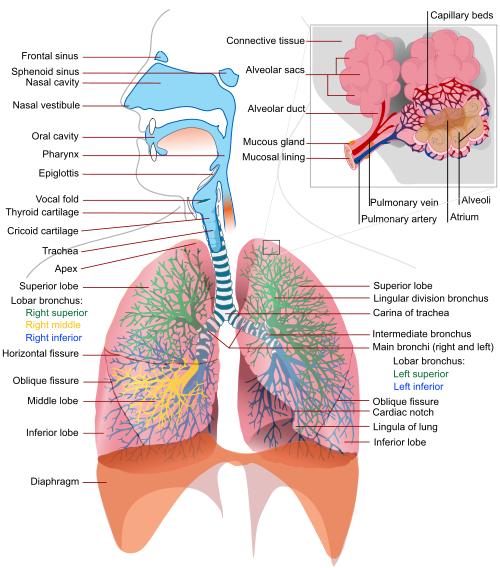 Diagram of the Respiratory System