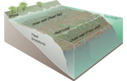 Zones of the the coral reef