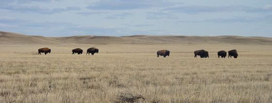 Prairie grasslands and bison