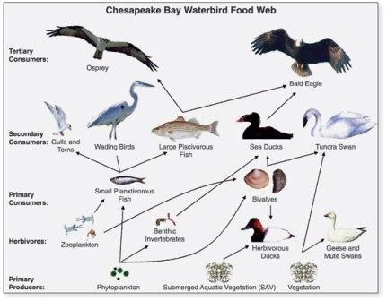Example of a food web using birds
