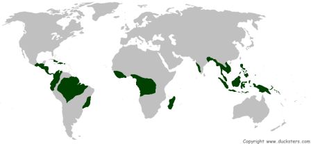 Rainforest biome map